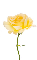 yellow rose isolated