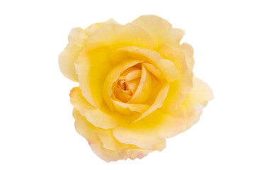 yellow rose isolated