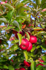 A fruits cluster of 