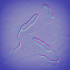 Vibrio cholerae bacteria, 3D illustration