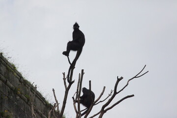 Singes dans les arbres