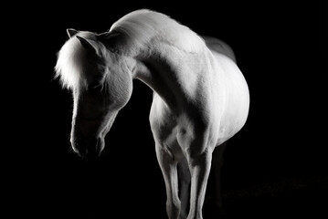 Fine art equestrian photo session of a fairytale white dreamy horse pony, looking away with dreamy eyes with black background.