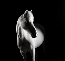 Fine art equestrian photo session of a fairytale white dreamy horse pony, looking away with dreamy...