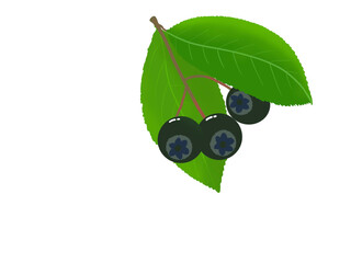 Illustration Baie açaï, fruit acidulé, image sur fond transparent