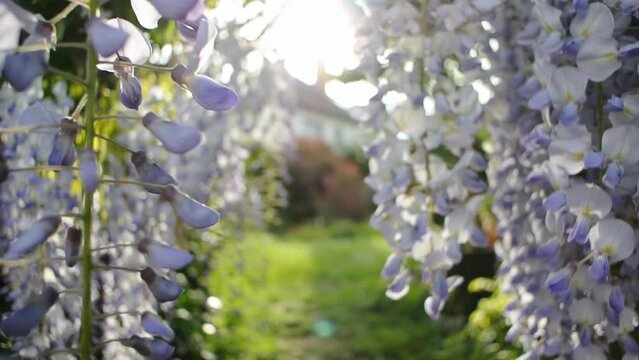 Passing through Wisteria plant flowers in early spring seen in garden with welcoming path to the garden of a house - beautiful flowering plants in the legume family