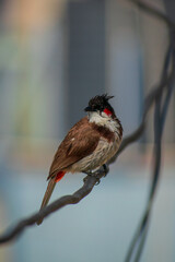Red-whiskered bulbul