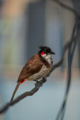 Red-whiskered bulbul