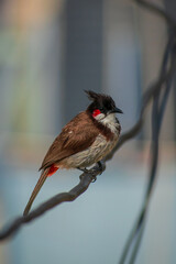 Red-whiskered bulbul