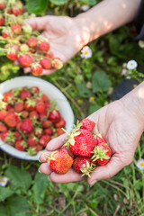 Farmer gardener hands with fresh ripe organic strawberries in nature in garden with strawberry bush closeup in sunlight