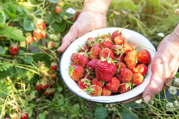 Farmer gardener hands with fresh ripe organic strawberries in white plate in nature in garden with strawberry bush close up in sunlight