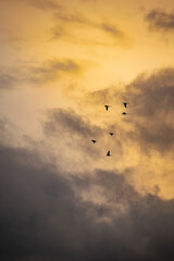 birds flying in the sky