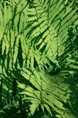 Liście paproci © EwaAF