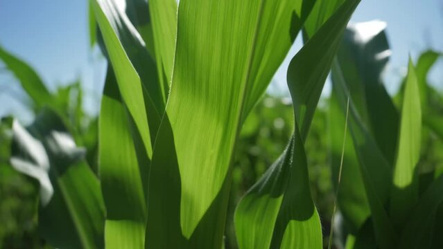 green corn field close up, maize crops. cereal grain, staple food. maize cultivation. corn grown in farmland, cornfield. agriculture industry