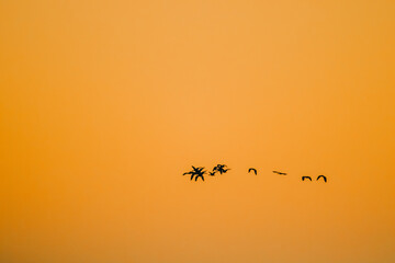 late afternoon with orange skies and few birds flying