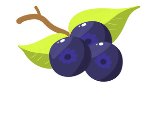 Illustration de fruit Cassis avec fond transparent