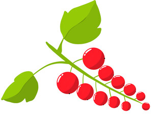 Illustration grappe de Groseille, sur fond transparent