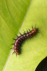 dark brown and black spiny butterfly caterpillar on a green leaf, closeup macro with copy space