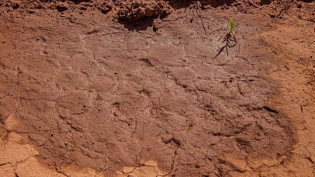 Close up shot of drying out of the soil on a bright sunny day in timelapse. Evaporation of water from the soil. Global warming and increase in temperature.