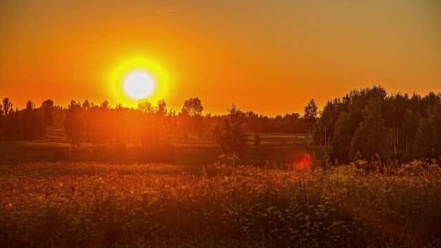 Timelapse shot of a rural landscape during sunset in timelapse. Green grasslands and brich trees during spring time at dusk.