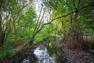 Mangrove Swamp At Jakarta, Indonesia