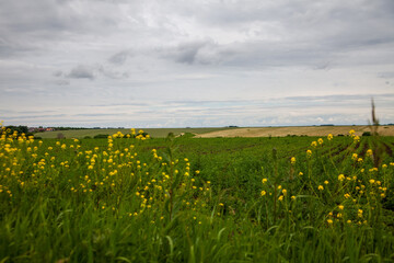 Corn field and blue sky. Wide photo.