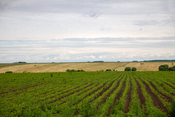 Fototapeta na wymiar Corn field and blue sky. Wide photo.
