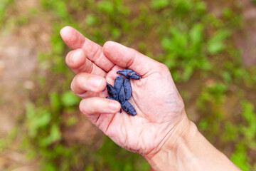 Bright blue ripe berries of honeysuckle a in hand against blurred green plants
