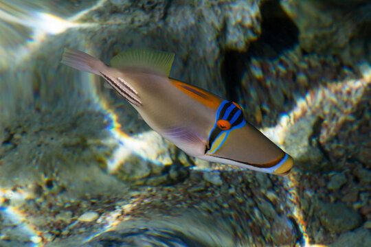 close up of Lagoon triggerfish swimming at reef