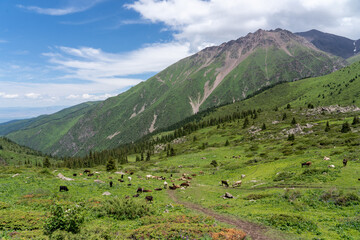 Fototapeta na wymiar Landscape of high green mountains