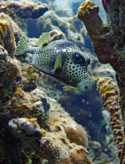 Underwater closeup of a trunkfish in the coral reef, side view 