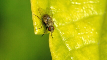 Fly on a leaf in a backyard in Panama City, Florida, USA