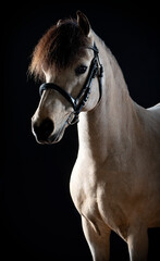 Fine art equestrian photo of alert buckskin pony in bridle on black background