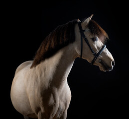Fine art equestrian photo of alert buckskin pony in bridle on black background