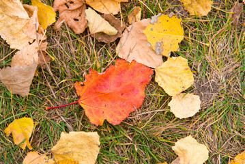 Autumn leaves on the tree. Season of colorful foliage.	