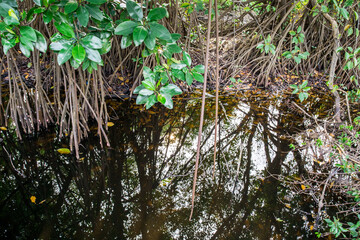 Mangrove Swamp At Jakarta, Indonesia