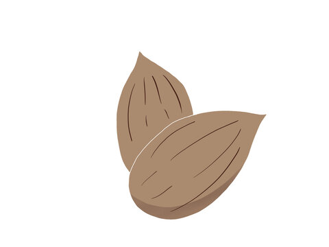 illustration Amande