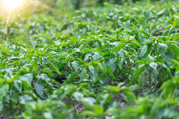 Bunch of green pepper on a plant during ripening. Outdoors.	