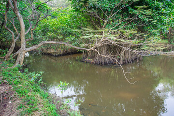Mangrove Swamp At Jakarta, Indonesia