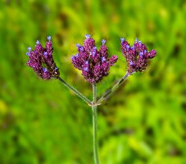 Verbena bonariensis a purple herbaceous perennial summer autumn flower plant commonly known as purple top or Argentinian vervain .