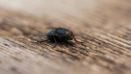 Bluebottle