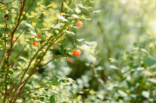 Red huckleberry shrub with ripe berries on branch or twig on a sunny day in a forest clearing. Huckleberry berries are edible for wildlife and humans. Selective focus with defocused foliage.