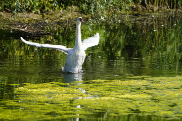 Lounging mute swan (Cygnus olor) Anatidae family. Lehrte near Hanover, Germany.