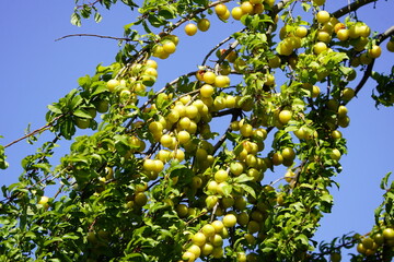 Yellow Prunus cerasifera is a species of plum known by the common names cherry plum and myrobalan plum.