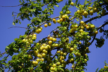 Yellow Prunus cerasifera is a species of plum known by the common names cherry plum and myrobalan plum.