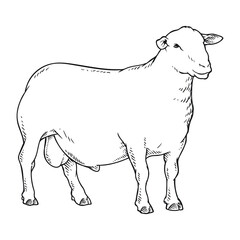 goat or sheep drawing line art