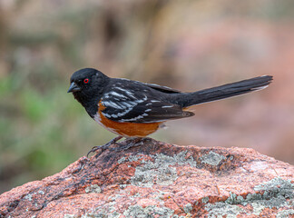 Spotted Towhee