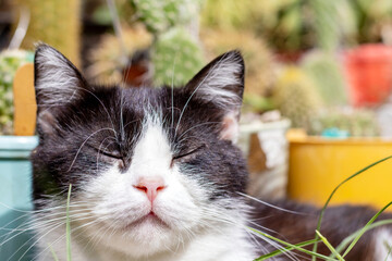 beautiful black and white cat is relaxing,resting outside in garden,on many cactus plants background.many cactus in pots.kitty with closed eyes enjoy the warm weather.sunshine ,sunny rays on muzzle