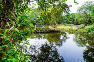 Fototapeta na wymiar Mangrove Swamp At Jakarta, Indonesia