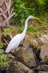 Wide shot of a Great Egret (ardea alba) hunting for fish along a river bank.