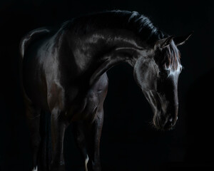 Obraz na płótnie Canvas Gorgeous fine art photos of black beautiful horse on black background.